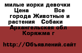 милые иорки девочки › Цена ­ 15 000 - Все города Животные и растения » Собаки   . Архангельская обл.,Коряжма г.